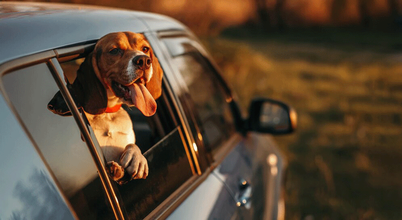 Read more about the article Beste Autoreinigung Zürich: Tierhaarentfernung